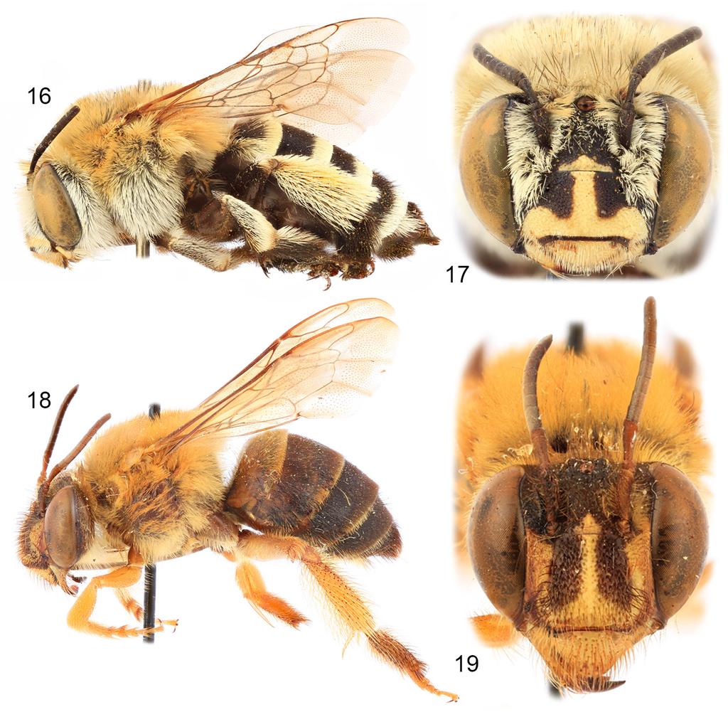 2018 Engel: New genus of Anthophorini 9 Figures 16 19. Representative anthophorine bees. 16. Amegilla quadrifasciata (de Villers), lateral habitus. 17. A. quadrifasciata, facial view. 18.