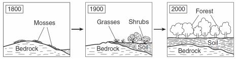 This diagram can be used to illustrate the A) effects of reduced competition between different types of plant life B) effect of human intervention on a stable ecosystem C) ecological succession from
