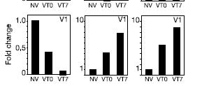 The FLC gene is epigenetically modified during vernalization P V U + - - Quantification at intron H NV = no vernalization