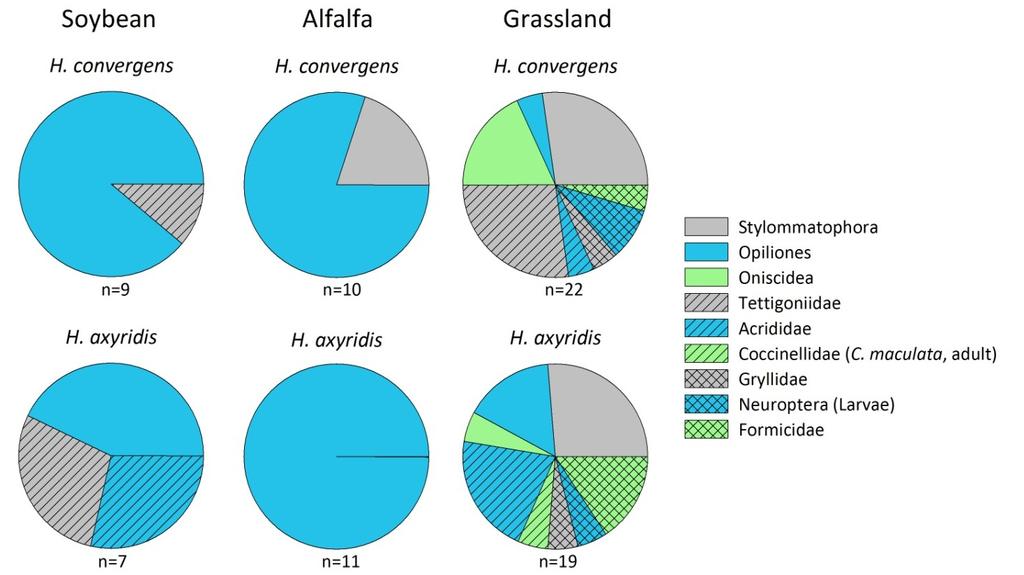 Figure 3.2: Pie charts, First attacks 2010. The frequency of first attacks on H. convergens and H.