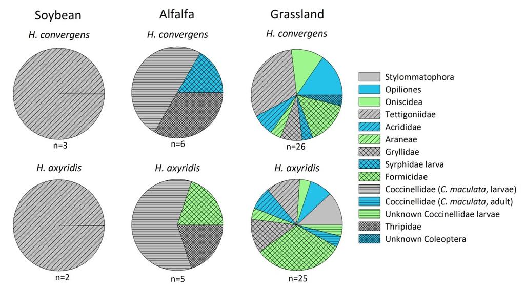 Figure 3.3: Pie charts, 2011 first attacks. The frequency of first attacks on H. convergens and H.