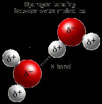 Water molecules form Hydrogen bonds