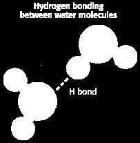 negative charge hydrogen bond between