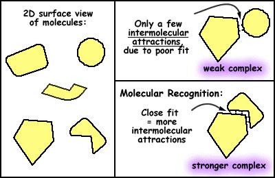 SAM HOMEWORK QUESTIONS Protein Partnering and Function With Suggested Answers for Teachers 1. What makes a protein surface recognizable to other molecules?