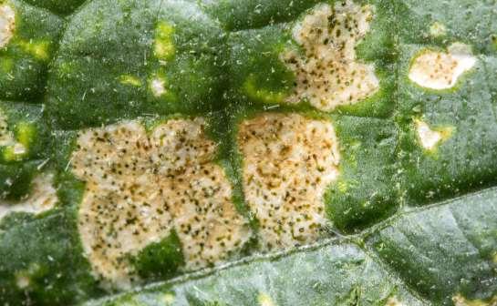 / Lace bugs are messy on the undersides of leaves.