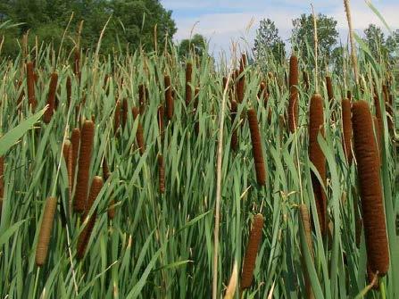 angustifolia L G A cattail (Typha) hybridization in the USA T.