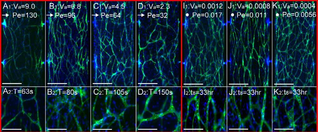 Fig. S6. Micrographs of capillary morphogenesis developed by using microplatfroms with 8 communication pores.