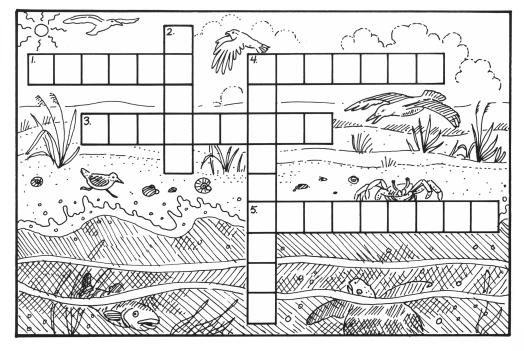 COASTAL CROSSWORD ACROSS 1. If you can t make your own food, you must be an. 3. The animal that eats meat. 4.