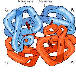 Hemoglobin: an allosteric protein 4 chains: 2 α chains 2 β chains 4