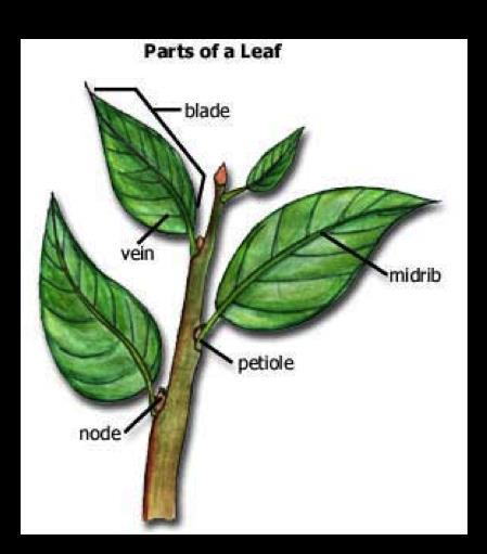 Parts of a Leaf Blade broad, flat portion of