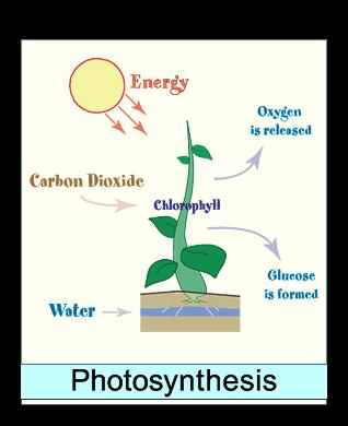 Photosynthesis Photosynthesis is a series of complex chemical reactions Reactants (materials needed): Carbon Dioxide Gas