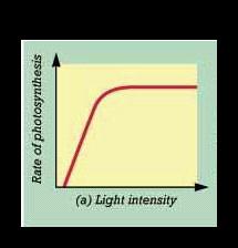 Rate of Photosynthesis Affected by the environmental factors such as: Light, Temperature, Amount of CO 2, Amount of H 2 O Amount of light