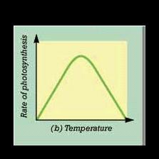 Rate of Photosynthesis Temperature Increasing temperature = More photosynthesis Rate of photosynthesis will increase up until a certain point, then decreases High
