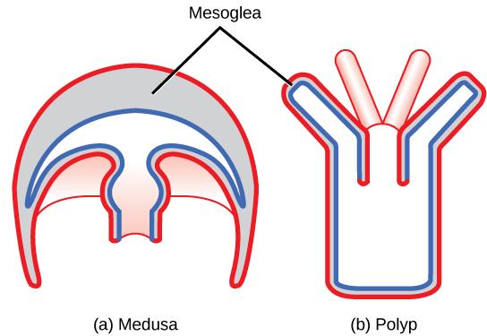 OpenStax-CNX module: m48094 11 Figure 5: Cnidarians have two distinct body plans, the (a) medusa and the (b) polyp. All cnidarians have two tissue layers, with a jelly-like mesoglea between them. 3.