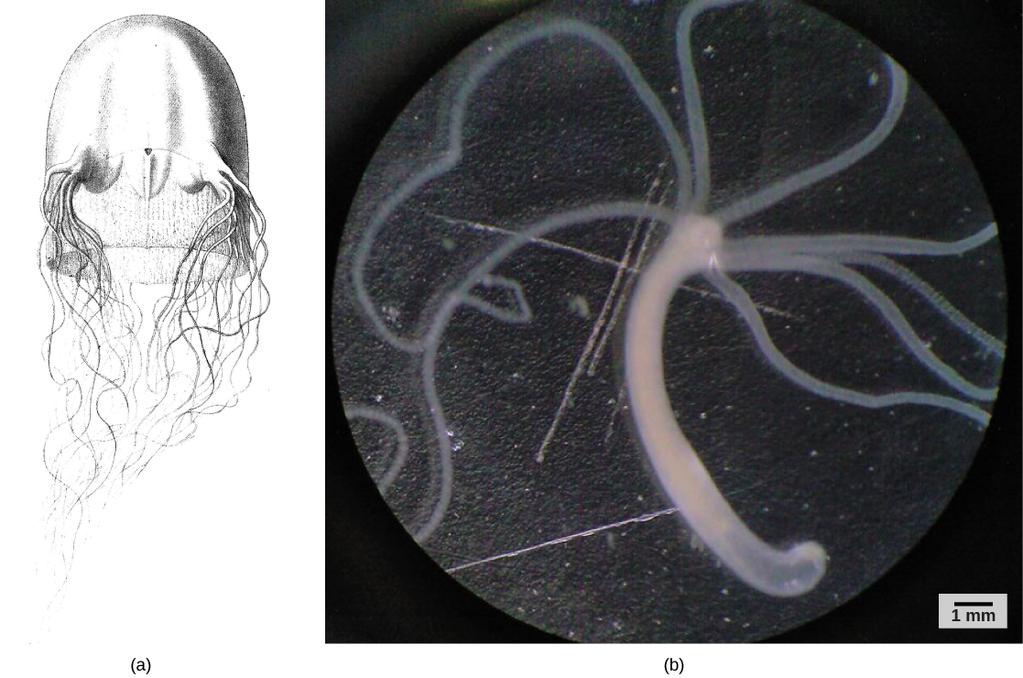 OpenStax-CNX module: m48094 16 Figure 8: A (a) box jelly is an example from class Cubozoa. The (b) hydra is from class Hydrozoa.