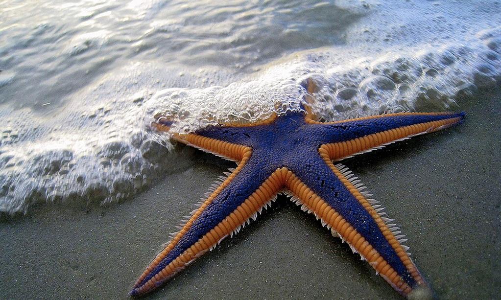 OpenStax-CNX module: m48094 2 1 Introduction Figure 1: Nearly 97 percent of animal species are invertebrates, including this sea star A brief look at any magazine pertaining to our natural world,