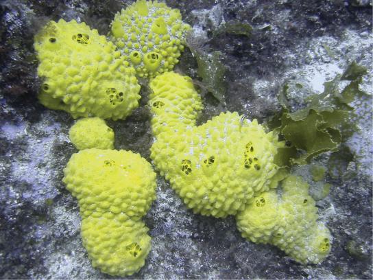 OpenStax-CNX module: m48094 3 2 Sponges Animals in the phylum Porifera (Figure 2)represent the simplest animals and include the sponges. All sponges are aquatic and the majority of species are marine.