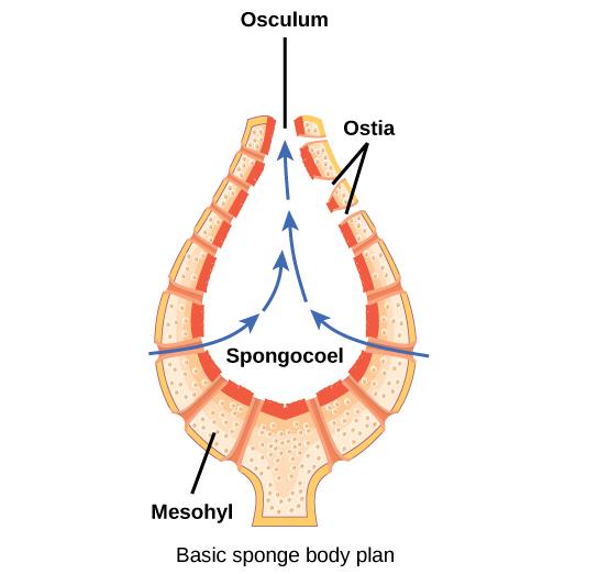 OpenStax-CNX module: m48094 4 choanocytes, also known as collar cells, make up the inner layer of cells. These two layers are separated by a jelly-like substance called mesohyl.