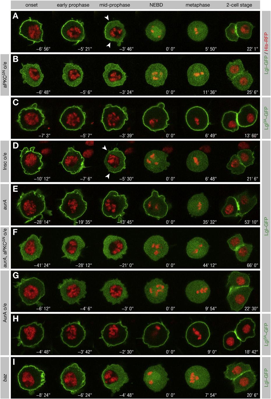 Figure 3. apkc Releases Lgl from the Cortex in Mitosis (A I) Lgl-GFP and Histone-RFP were coexpressed in pupal SOP cells. NEBD is t = 0. Anterior is oriented toward the left.