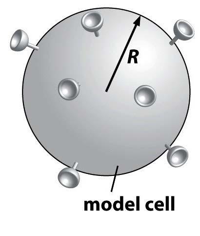 The Role of Diffusion in Biological Reactions The cell membrane is uniformly decorated a by receptor