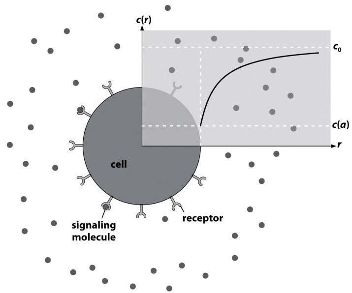The spherical cell of radius R is introduced into a solution with concentration c 0 at the far distance.