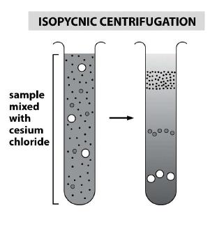 Separation of Molecules by Ultracentrifugation Under centrifugation, molecules both undergo diffusional motion and drifted motion.