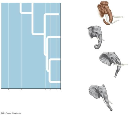 Figure 1.7e-2 Mammuthus Elephas maximus (Asia) 34 24 5.
