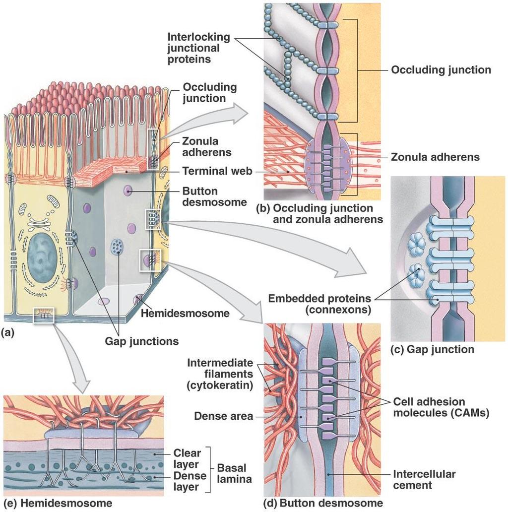Intercellular Attachment