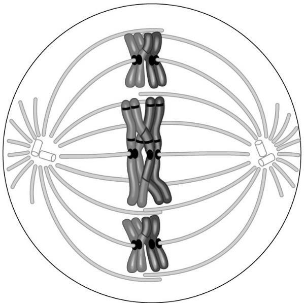Looking again at the above figure, in which phase of meiosis is the cell? 3. Meiosis II is similar to mitosis because a. sister chromatids separate. b. homologous chromosomes separate. c. DNA replication occurs during the division.