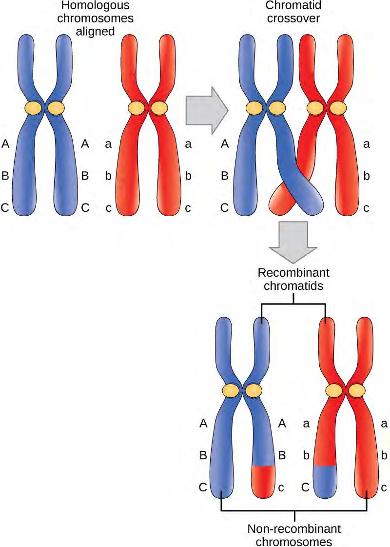 304 CHAPTER 11 MEIOSIS AND SEXUAL REPRODUCTION Figure 11.3 Crossover occurs between non-sister chromatids of homologous chromosomes.
