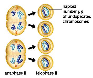 Meiosis II Telophase II and Cytokinesis Nuclei reform.