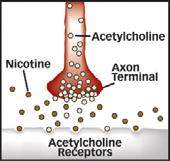 Example: Nicotine blocks acetylcholine receptors Examples: Nicotene sulfate Anyone