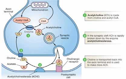 Aceytlcholine and Acetylcholinesterase mediated synaptic transmisssion Five general types of synaptic neurotransmitters are known Cholinergic Glutaminergic Indoaminergic Catecholinergic