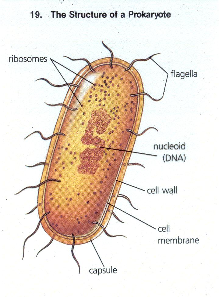 Prokaryotes Carry out all activities that define life