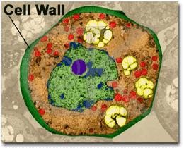 B. Cell Wall *main function=provide support & protection for the cell *located outside cell membrane *made of