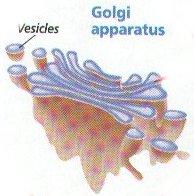 Golgi Apparatus-enzymes in the Golgi Apparatus attach carbohydrates &
