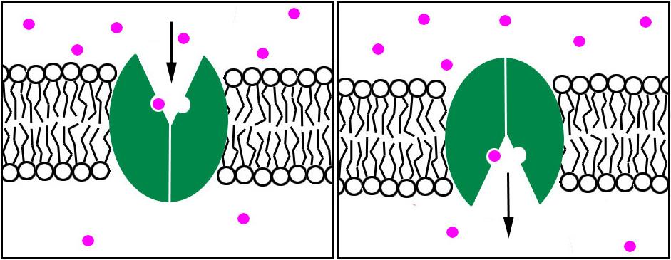 Facilitated Diffusion: the process of protein channels allowing a pathway for certain molecules to cross the membrane