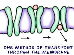 Active Transport: requires energy to move molecules across a cell membrane against a concentration difference.