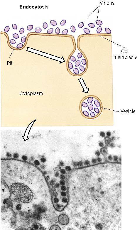 Endocytosis: the process of taking large particles into the cell by
