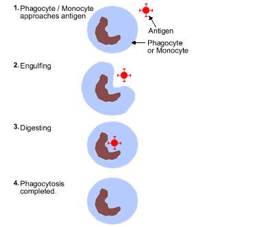Phagocytosis: process of taking large particles into the cell by