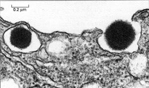 Exocytosis: membrane of the