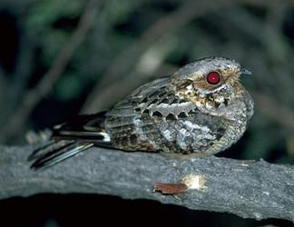 Birds Ability to low metabolism not restricted to desert species, but widely