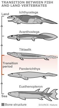 EVIDENCE FOR EVOLUTION Fossil Records By comparing fossils from