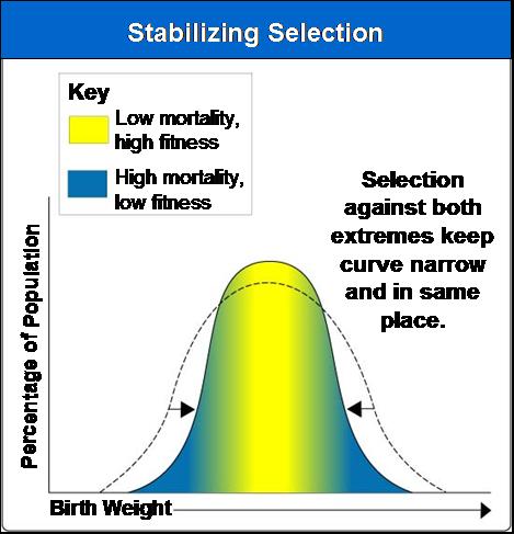 Stabilizing Selection: When
