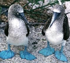 Blue-footed boobies perform elaborate dance to show off blue feet.