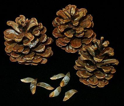 Seed plants - gymnosperms Bear their seeds directly on the surface of cones.