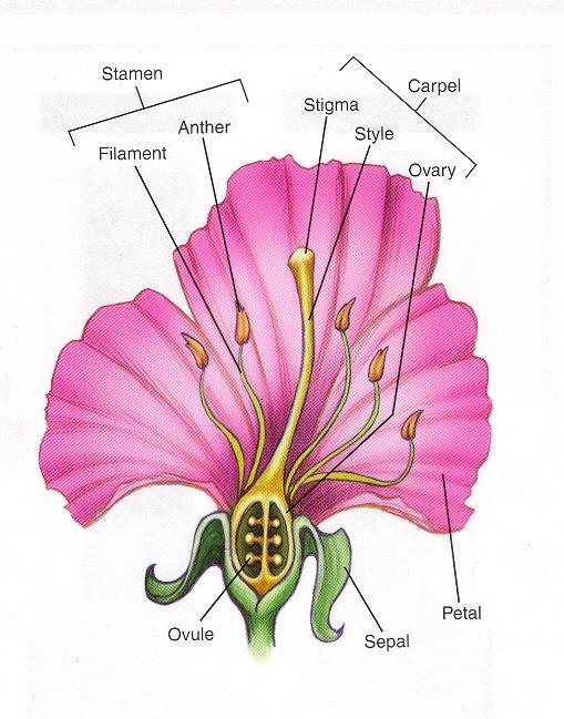 STAMEN Reproduction of angiosperms MALE PART = ANTHER THAT PRODUCES POLLEN AND THE FILAMENT (STALK THAT