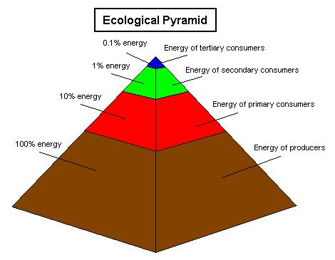 Ecological Pyramids Pyramid of energyused to illustrate the amount of usable energy at each trophic
