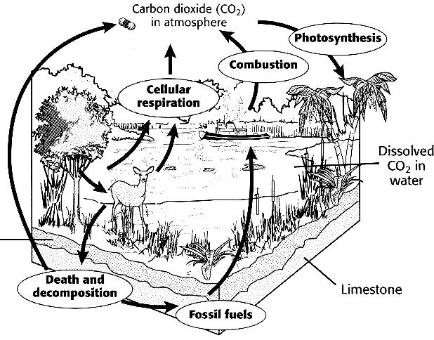 The Carbon Cycle In photosynthesis, producers remove CO 2 gas from the atmosphere to make organic molecules (sugars).