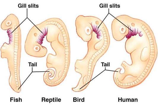 Label Each Type of Evidence for Evolution A B C Embryology
